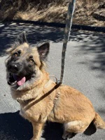 Heidi