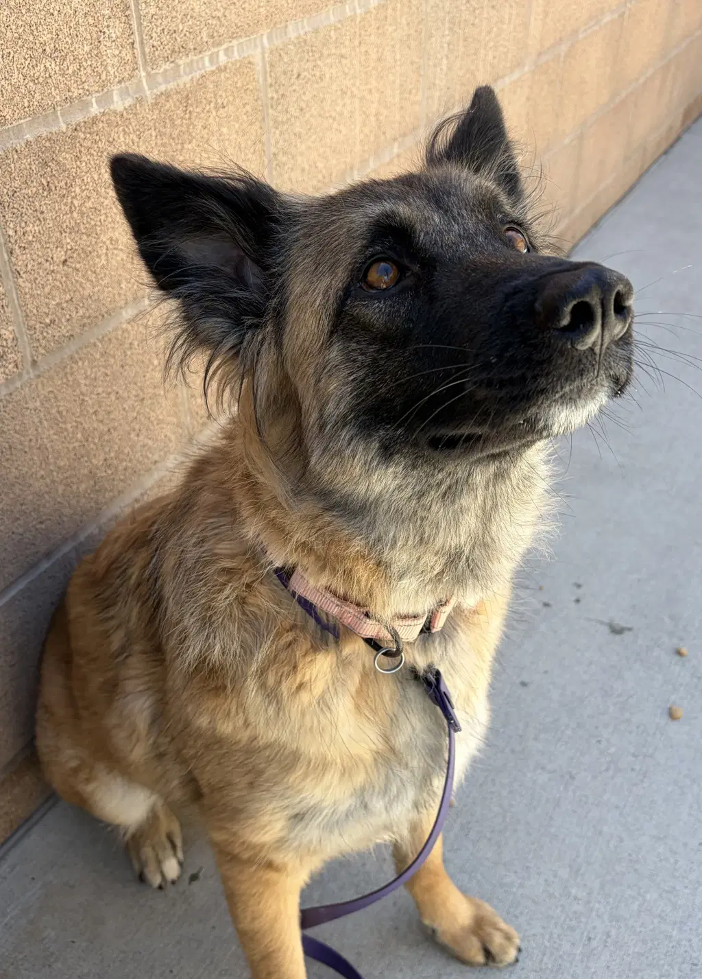 Heidi image 3