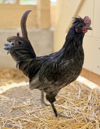 Mr Green, a poultry for adoption from The SPCA for Monterey County