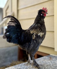 Professor Plum, a poultry for adoption from The SPCA for Monterey County