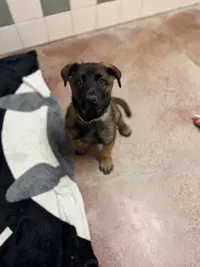 Maggie - Belgian Shepherd Dog Sheepdog