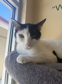 Bam Bam, a cat for adoption from The SPCA for Monterey County