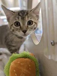 Beatrice - Domestic Short Hair