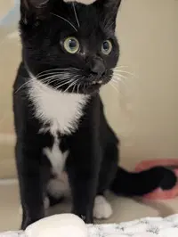 Nita - Domestic Short Hair