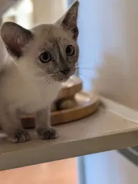 Posey - Domestic Short Hair