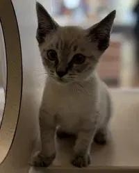 Simon - Domestic Short Hair