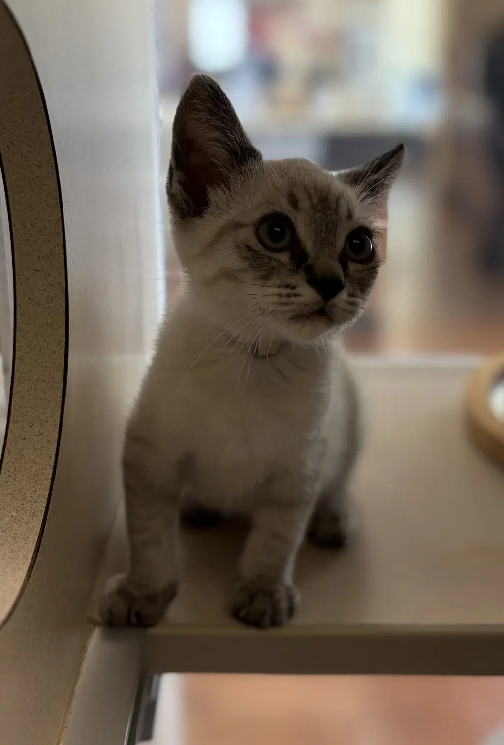 Simon image 2