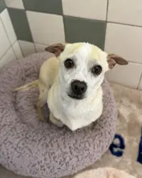 Chiquito - Chihuahua