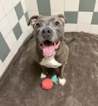 Luna - American Bulldog