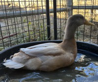 Potato, a poultry for adoption from The SPCA for Monterey County
