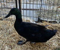 Tomato, a poultry for adoption from The SPCA for Monterey County