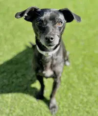 Bluey - Dachshund