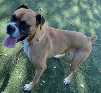 Stella - Boxer