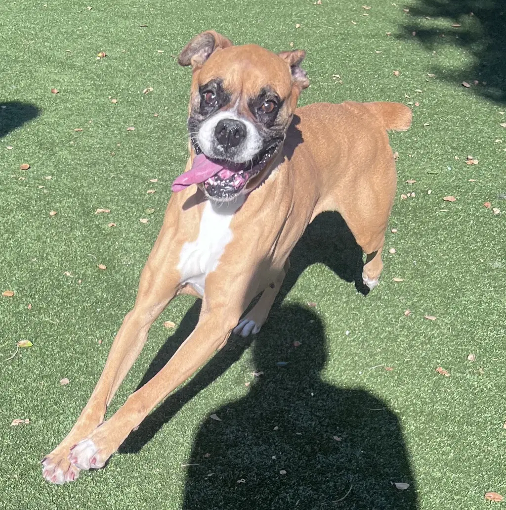 Stella image 2
