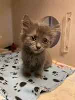 Misty - Domestic Long Hair