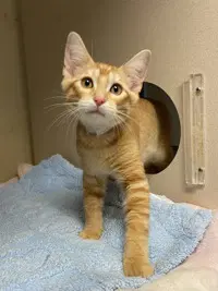 Patch - Domestic Short Hair