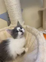 Spook - Domestic Short Hair