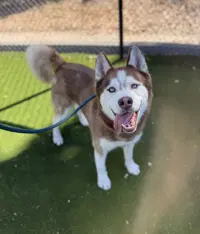 Hershey - Siberian Husky
