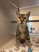 Jolene - Domestic Short Hair
