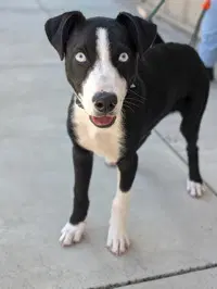 Bogey - Labrador Retriever