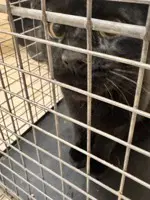 Tortellini - Domestic Short Hair
