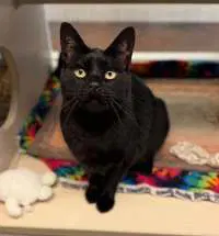 Tortellini - Domestic Short Hair