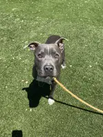 Milo - American Pit Bull Terrier