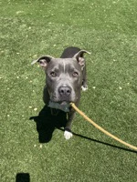 Milo