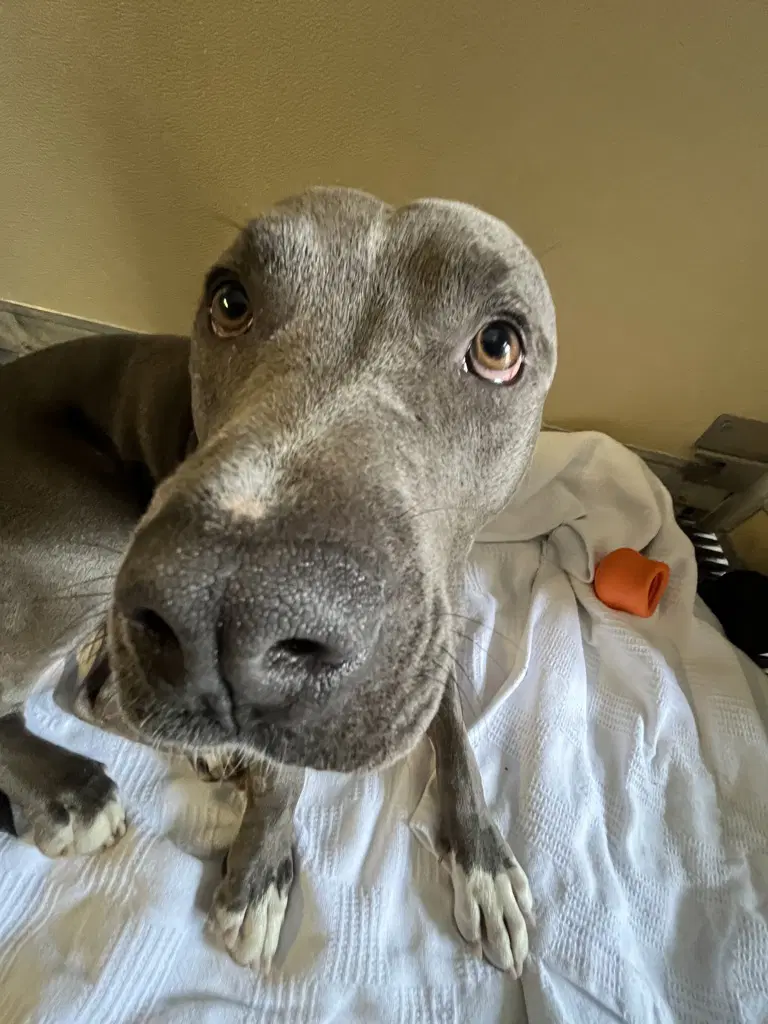 Milo image 2