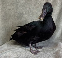 Broccoli, a poultry for adoption from The SPCA for Monterey County