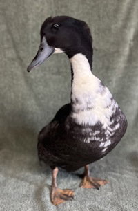 Cheddar, a poultry for adoption from The SPCA for Monterey County