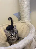 Dracula - Domestic Short Hair