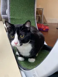 Han Solo - Domestic Short Hair
