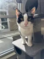 Magpie - Domestic Short Hair
