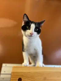 Magpie - Domestic Short Hair