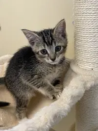 Tiny Tim - Domestic Short Hair