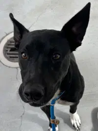Shego - Staffordshire Bull Terrier