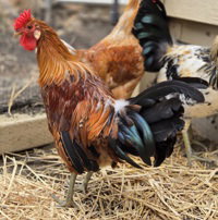 Flame, a poultry for adoption from The SPCA for Monterey County