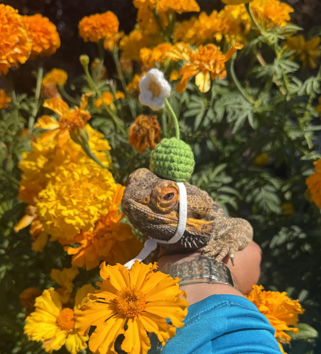 Morty, photo 3