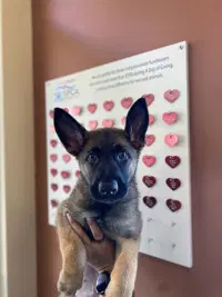 Jackie - Belgian Shepherd Dog Sheepdog