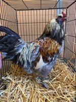 Enzo, a poultry for adoption from The SPCA for Monterey County