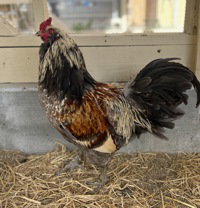 Enzo, Chicken