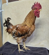 Pedro, a poultry for adoption from The SPCA for Monterey County