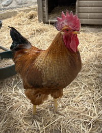 Pedro, Chicken