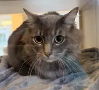 Gilbert - Domestic Medium Hair