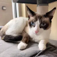 Pepper - Domestic Medium Hair
