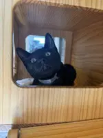 Malcolm - Domestic Short Hair