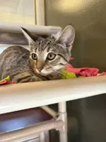 Mimi - Domestic Short Hair
