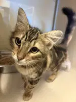 Pumpkin Spice - Domestic Medium Hair