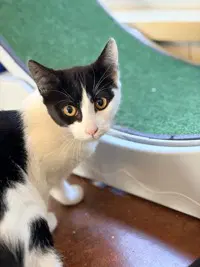 Starlight - Domestic Short Hair